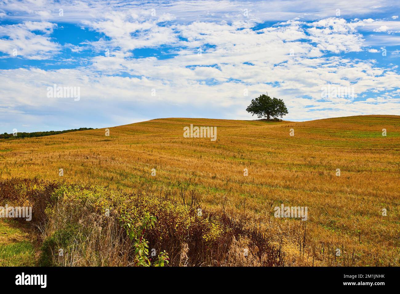 Atemberaubende, braune Grasfelder und Hügel mit einsamen grünen Bäumen und blauem Himmel Stockfoto