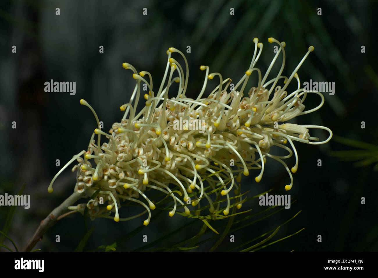 Diese glorreiche goldene Grevillea (Grevillea banksii) ist versteckt hinter den Gewächshäusern im Melbourne Zoo, wo Besucher sie selten sehen. Schande! Stockfoto