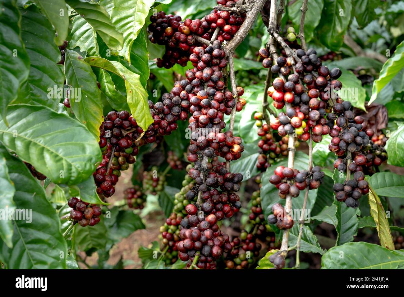 Haufen reifer Kaffeebeeren auf einem Ast Stockfoto