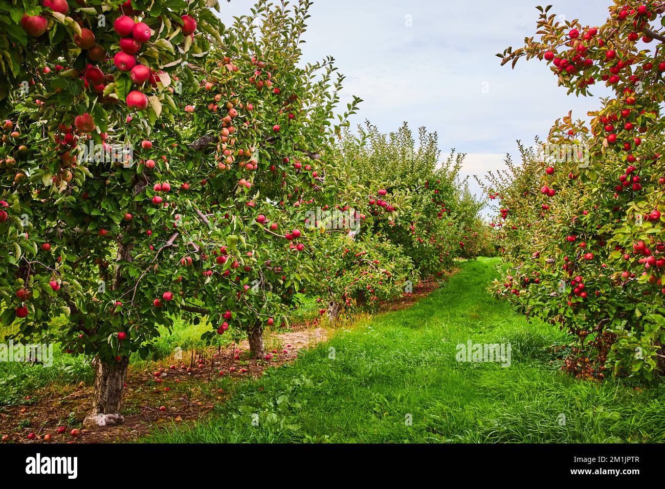 Ich schaue auf Apfelreihen in der Obstplantage Stockfoto