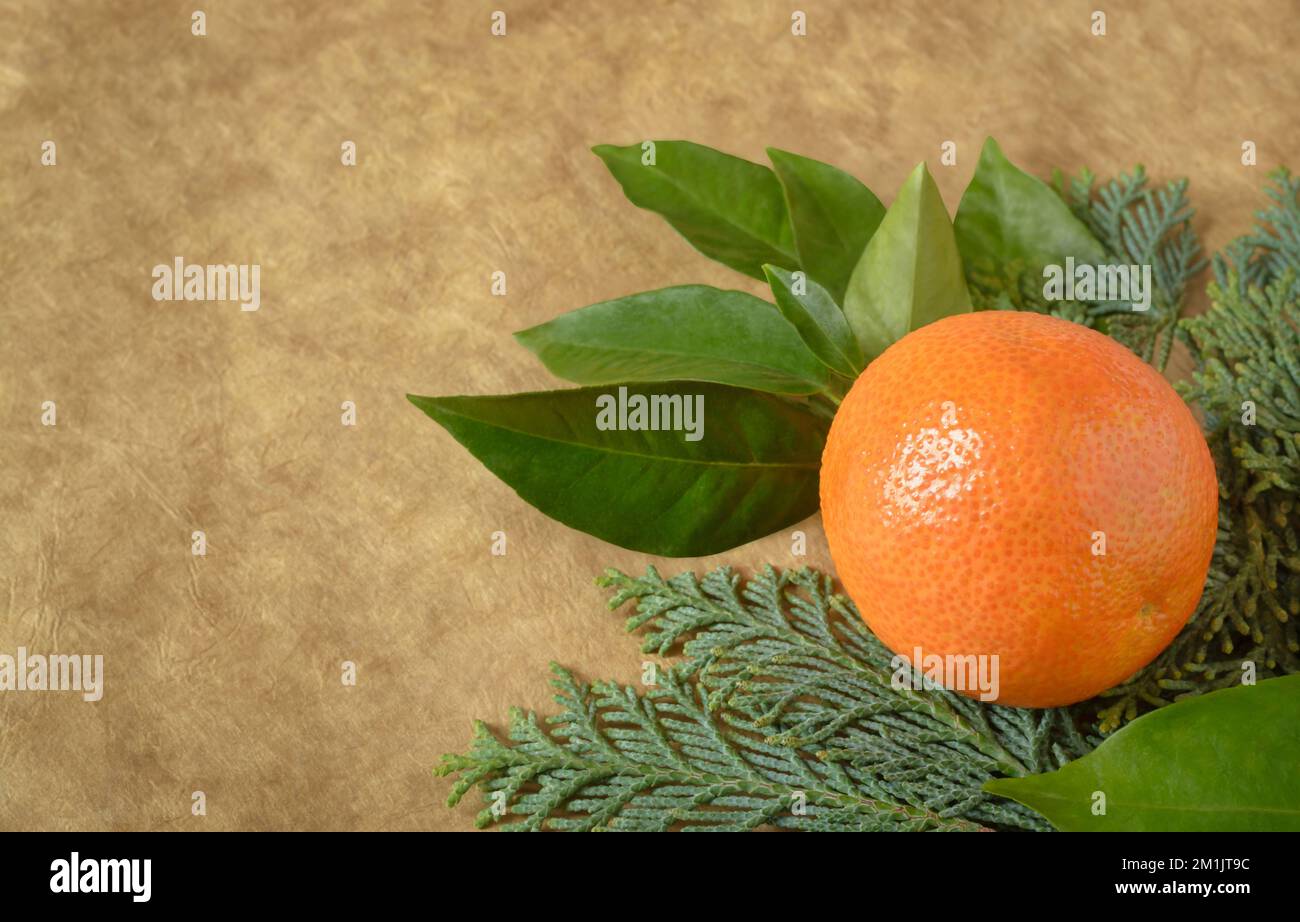 Orange auf einem unscharfen dunkelbeigen Hintergrund mit einem Thuja-Zweig Stockfoto