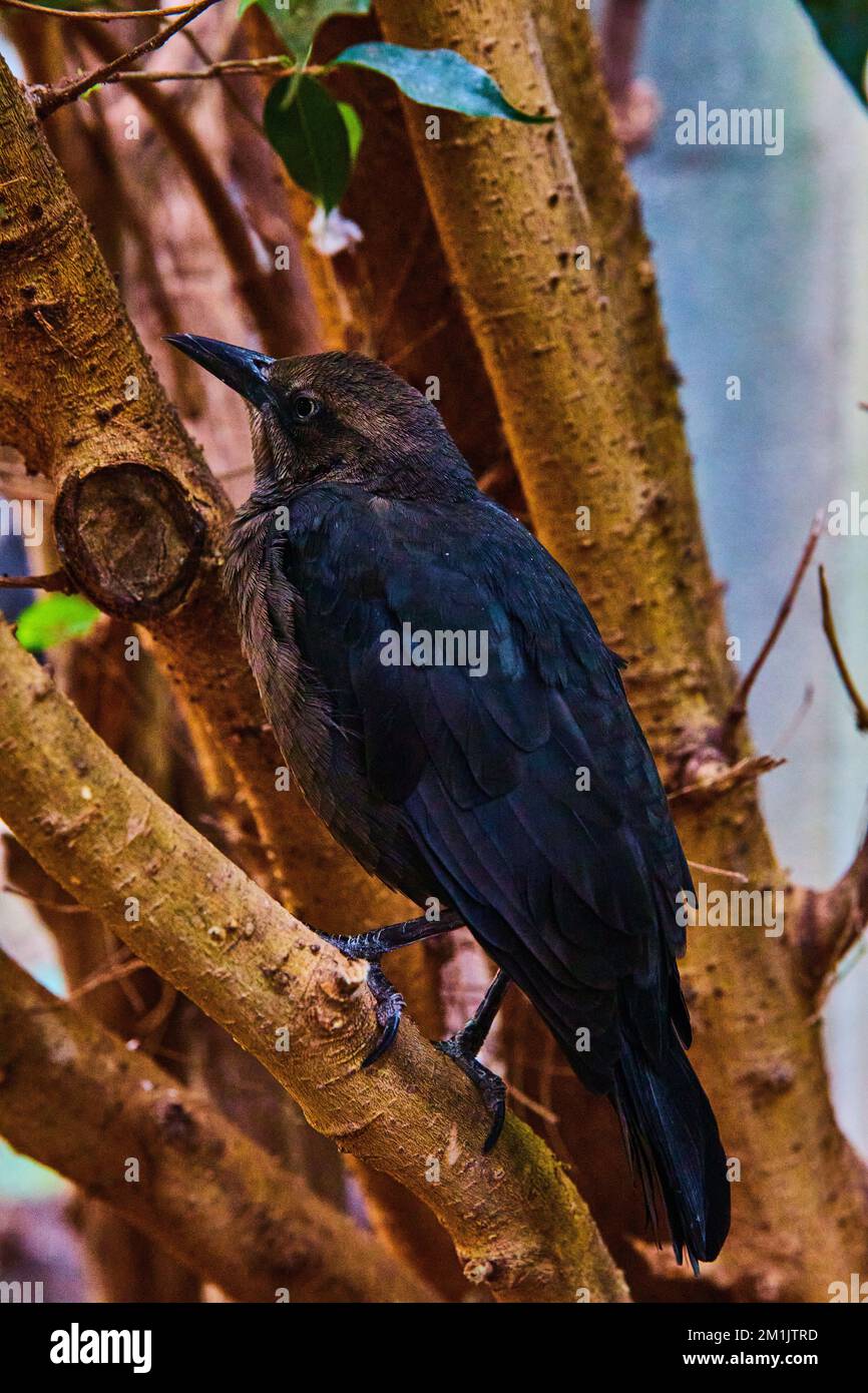 Dunkler schwarzer Vogel, der sich im Detail in Baumzweigen ruht Stockfoto