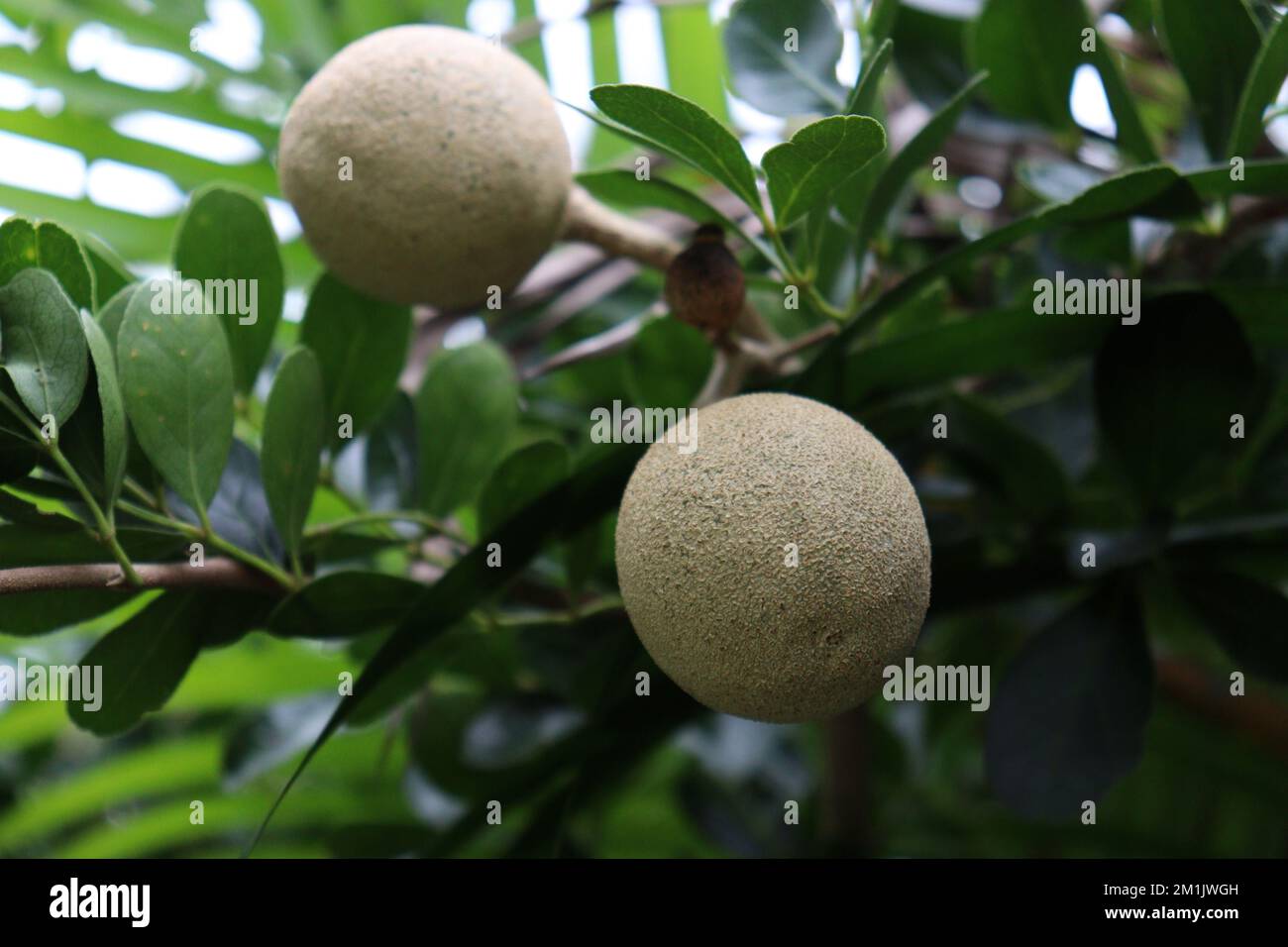 Schmackhafter und gesunder Holzapfel auf dem Bauernhof für die Ernte Stockfoto