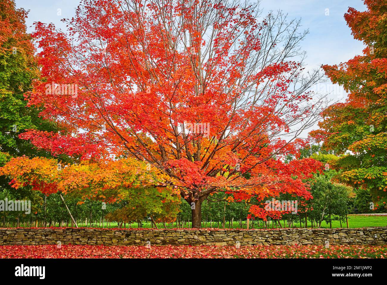 Obstgarten mit Steinmauer und Bäume im Hochfall mit orangefarbenen und roten Blättern überall Stockfoto