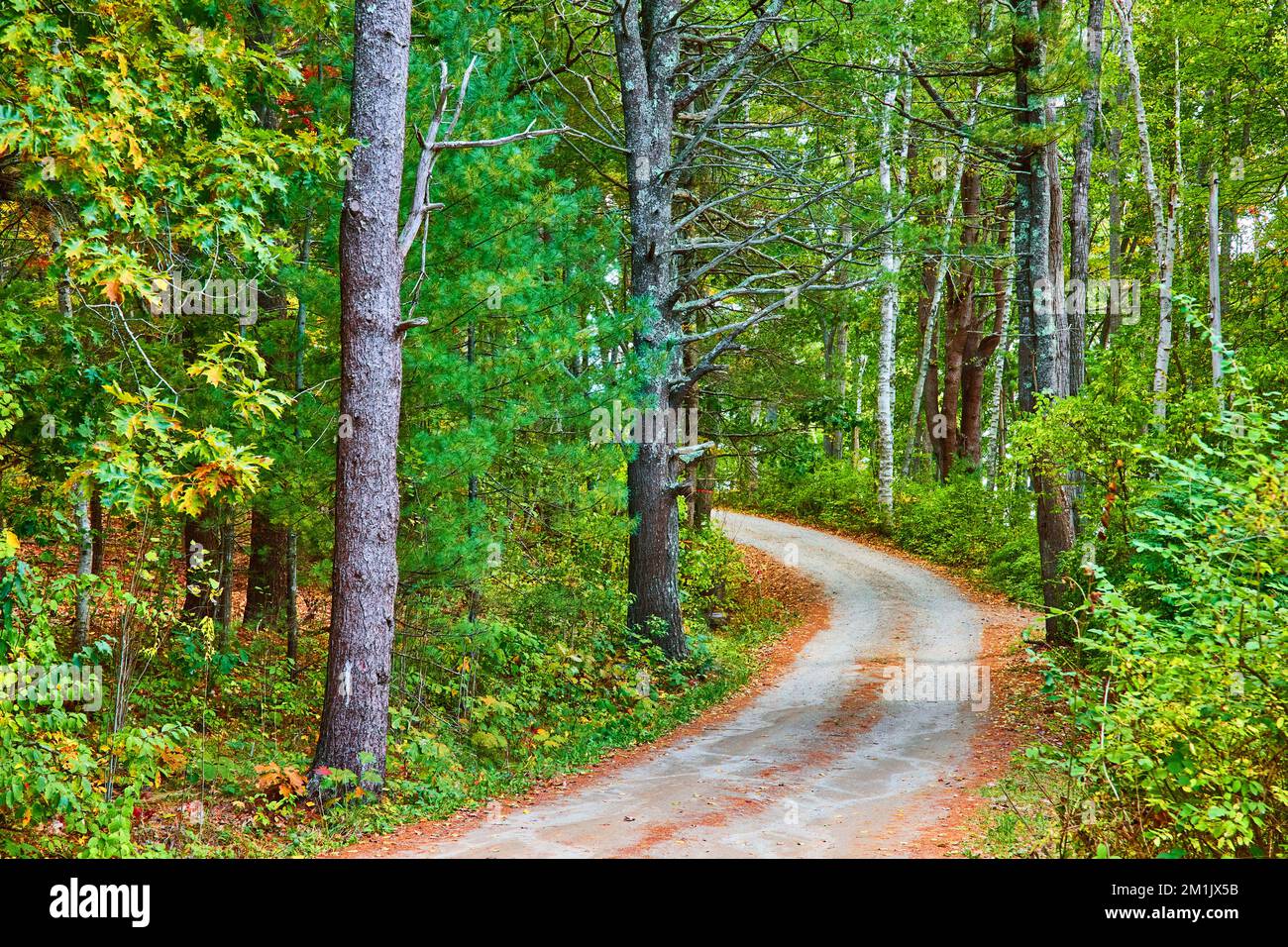 Die unbefestigte Straße führt durch eine wunderschöne grüne und üppige Waldlandschaft Stockfoto