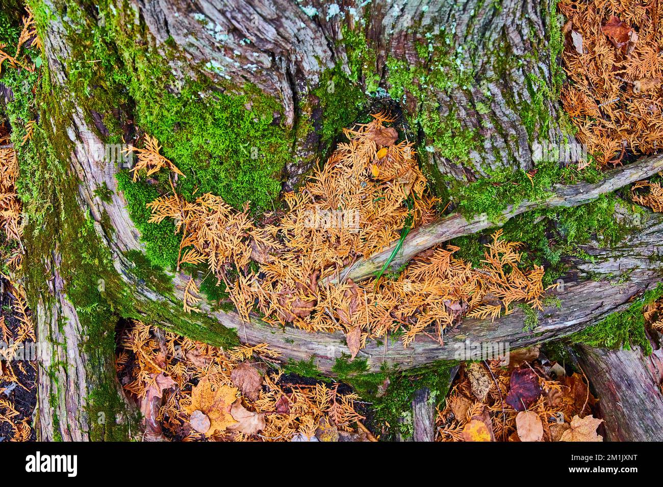 Detaildarstellung der mit Moos bedeckten und von Piniennadeln umgebenen Baumwurzeln Stockfoto