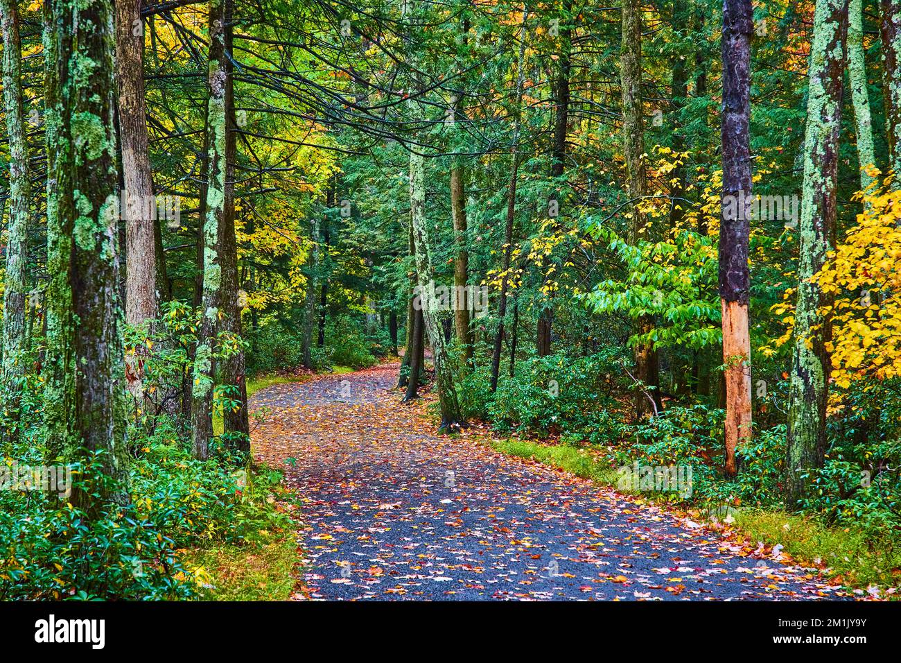Wanderweg im Herbst bedeckt mit Blättern durch üppige grüne Wälder Stockfoto