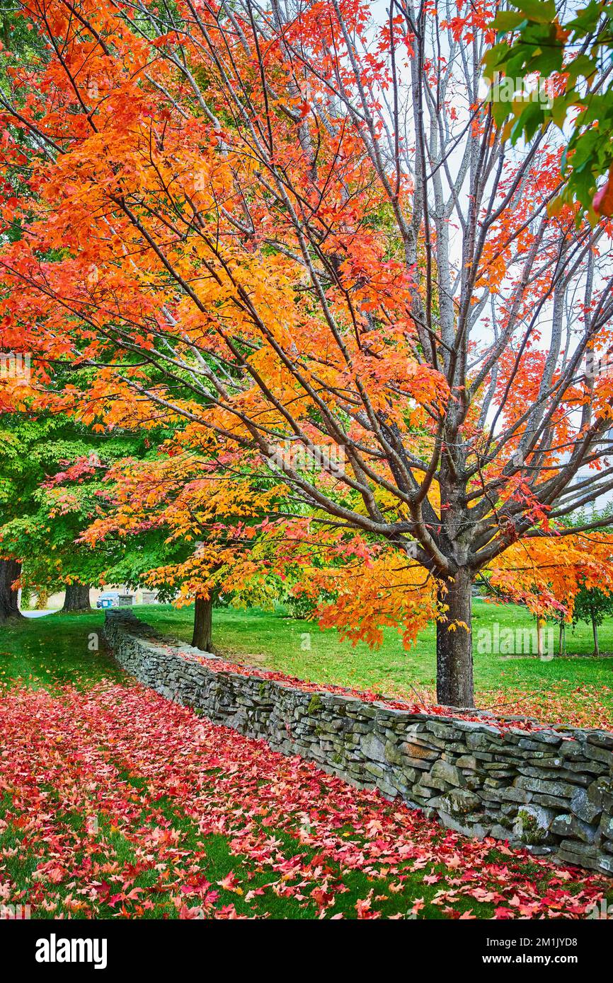 Haufenweise rote Herbstblätter auf dem Boden an einer Steinmauer mit leuchtenden orangefarbenen Bäumen Stockfoto