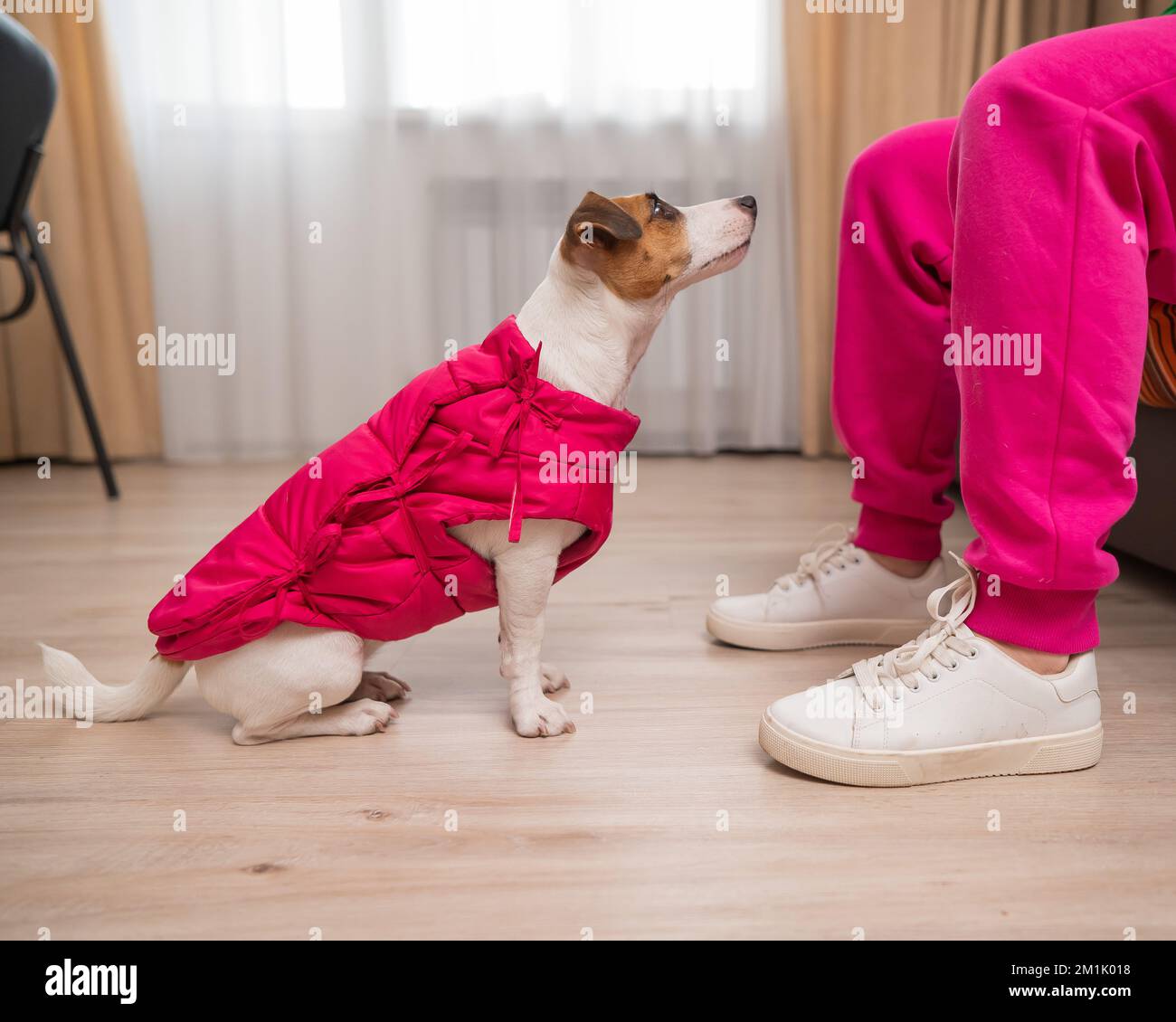 Jack Russell Terrier Hund in einer rosa Jacke zu Füßen der Gastgeberin in der Wohnung. Stockfoto