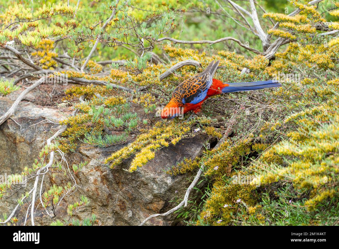 Eine australische Crimson Rosella (Platycercus elegans), die sich von den gelben Blüten von Homoranthus flavescens ernährt. Stockfoto
