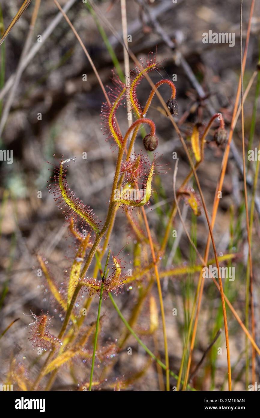Einige Pflanzen von Drosera cistiflora im natürlichen Lebensraum Stockfoto