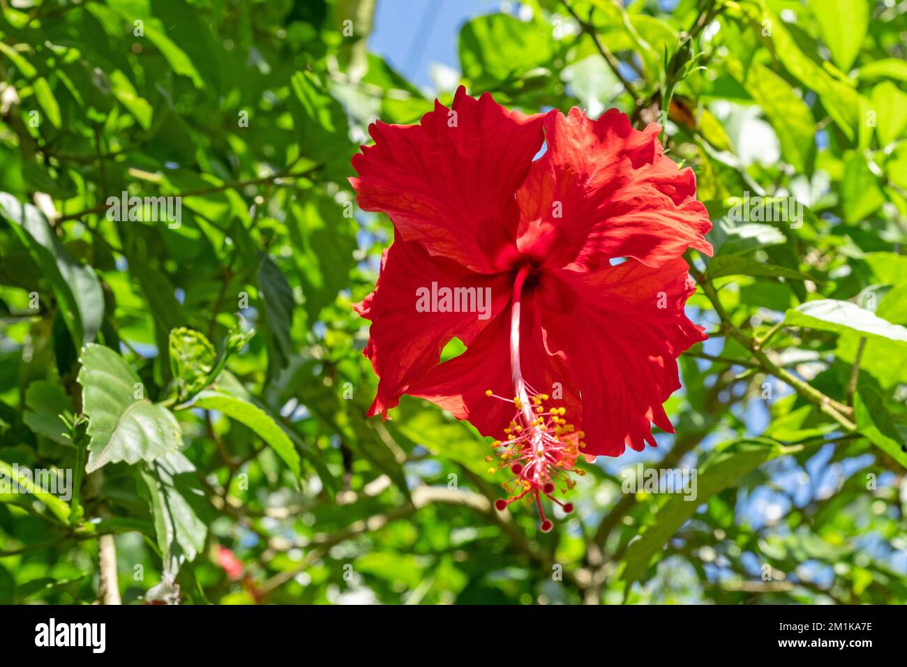 Nahaufnahme der blühenden wilden, leuchtend roten Hibiskusblume Stockfoto