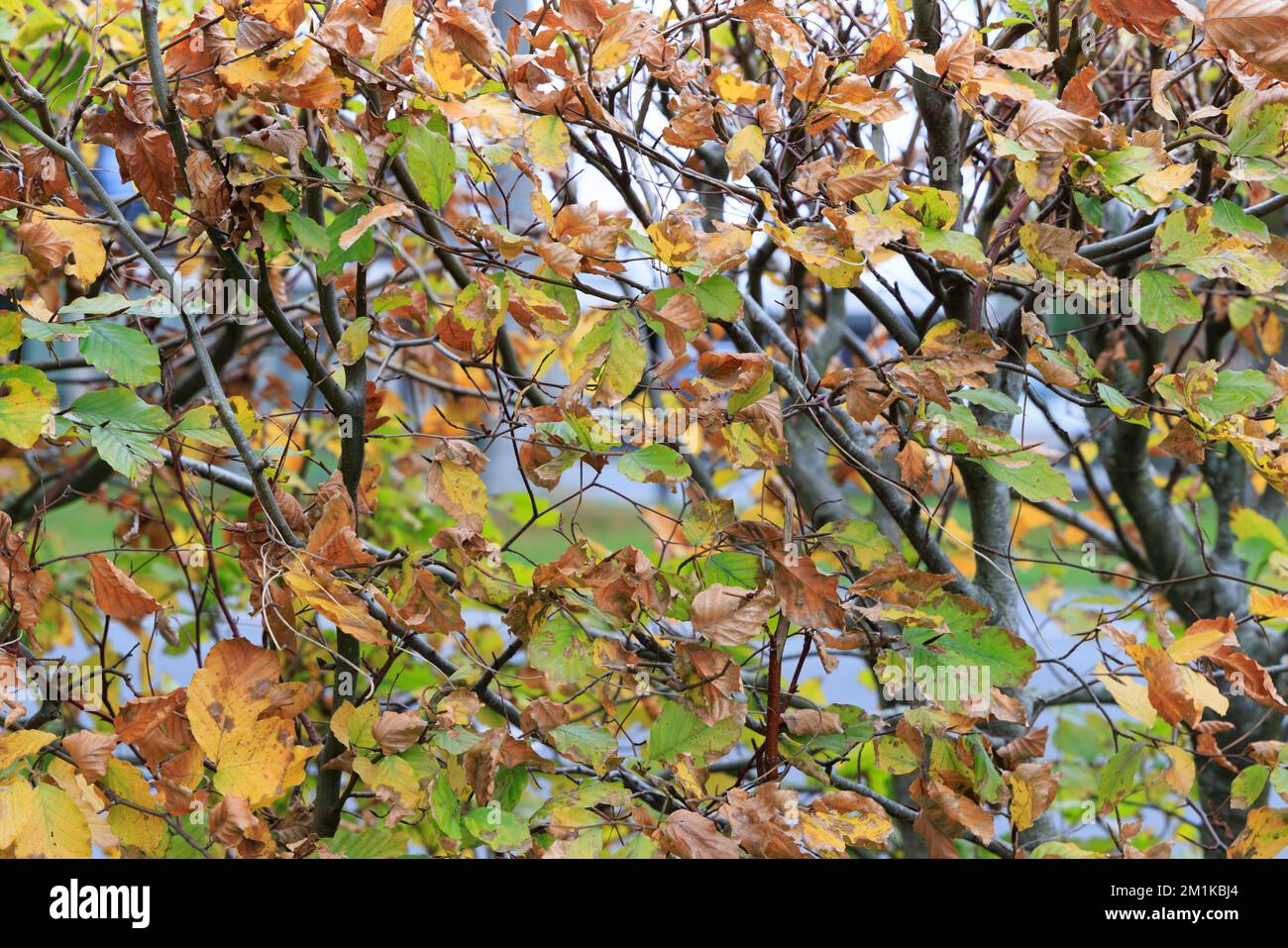 Makro der Buchenhecke in Herbstfarben Stockfoto