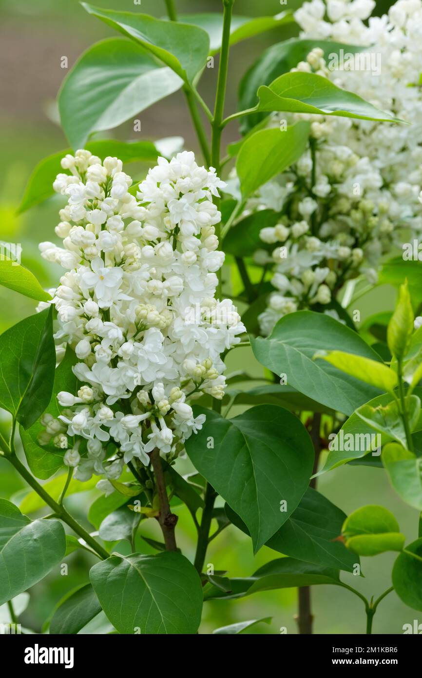 Syringa vulgaris „Edith Cavell“, lila, doppelte weiße Blüten Stockfoto