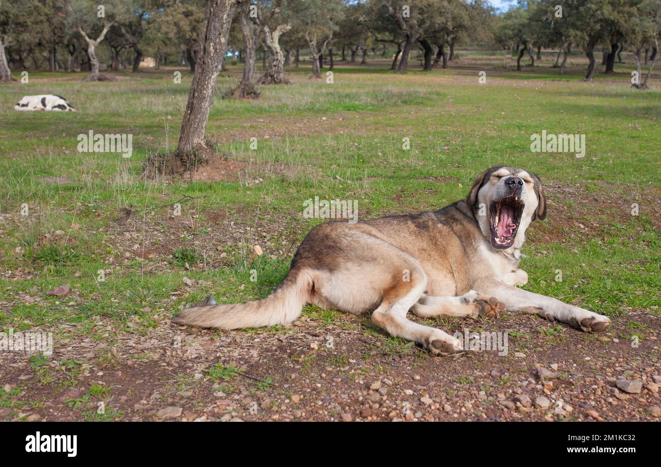Spanische Mastiffhunde, die sich im Bundesstaat dehesa ausruhen. Ausgezeichnetes, umfangreiches Tierschutzhund Stockfoto