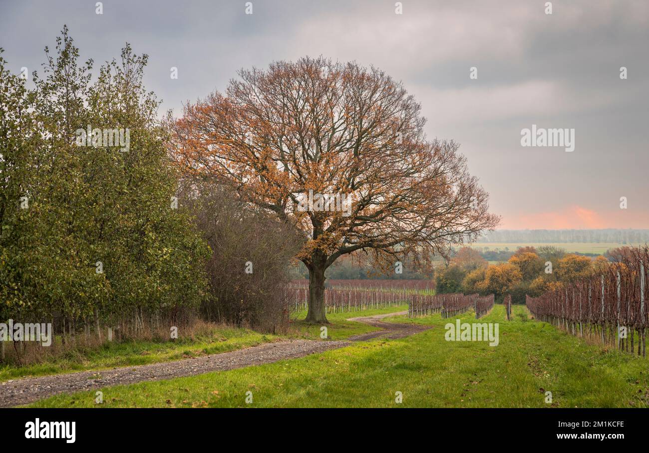 Round Barrow Appledore Kent Südosten England Großbritannien Stockfoto