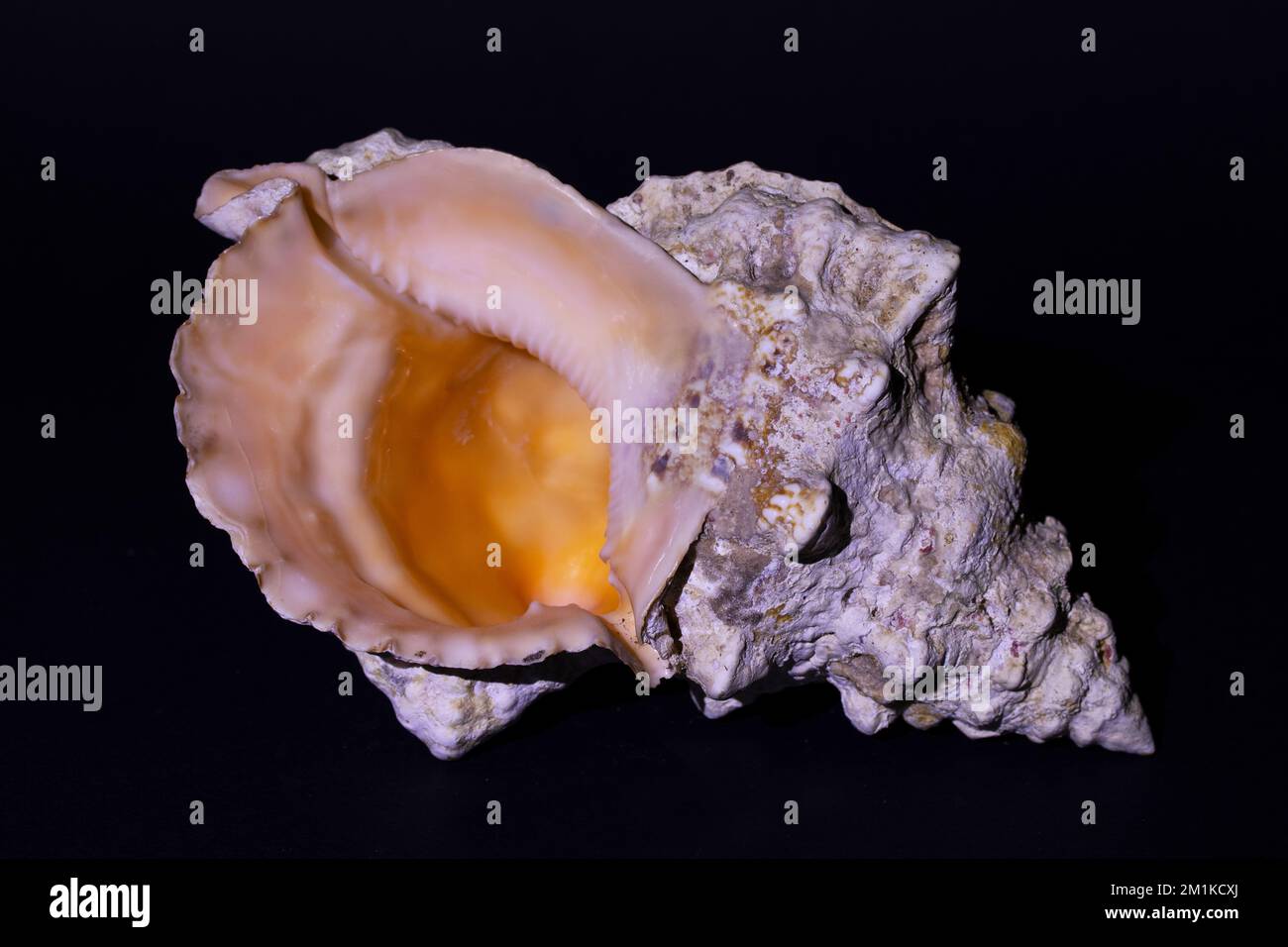 Sea ​​shell, die Muschel der Schnecken Stockfoto