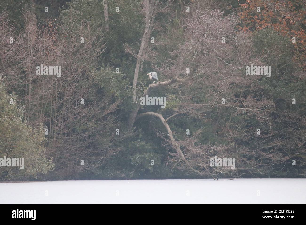 Ruhiger Ort im Herbstwald Stockfoto