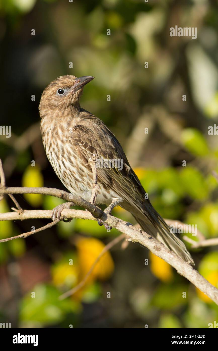 Ein weiblicher Feigenvogel (Sphecotheres viridis Race vieilloti) hoch oben auf einem Zweig in der Sonne. Bundaberg Australien Stockfoto