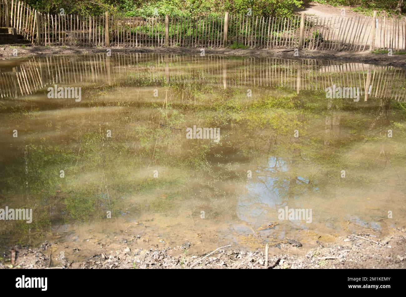 Dieser Teich war früher ein Swimmingpool, wurde jetzt aber in seinen natürlichen Zustand zurückversetzt. Es ist zu hoffen, dass Frösche und Kröten zurückkehren werden. Stockfoto