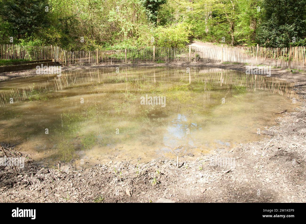 Dieser Teich war früher ein Swimmingpool, wurde jetzt aber in seinen natürlichen Zustand zurückversetzt. Es ist zu hoffen, dass Frösche und Kröten zurückkehren werden. Stockfoto