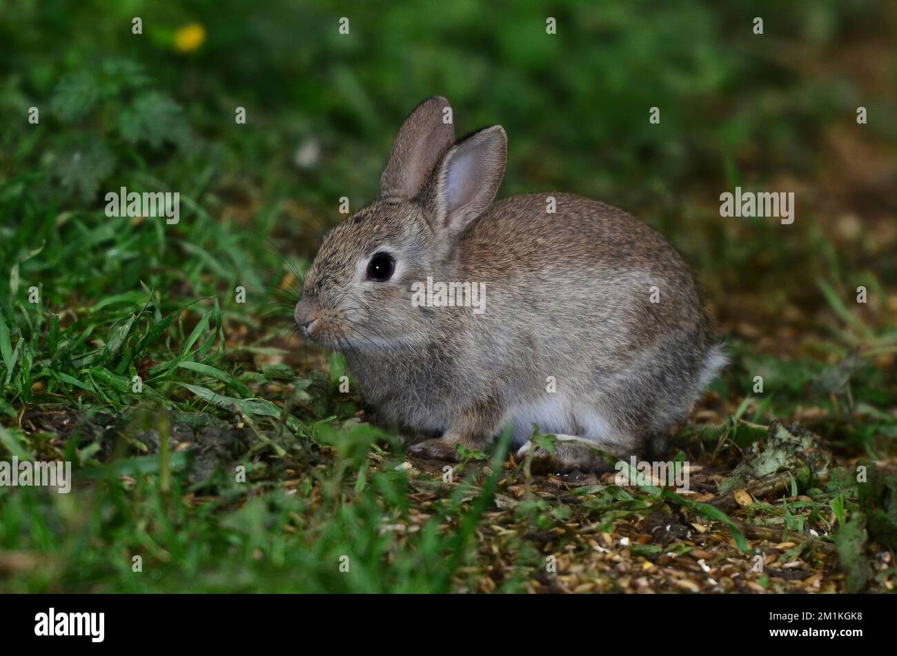 Kaninchen-oryctolagus cuniculus Stockfoto