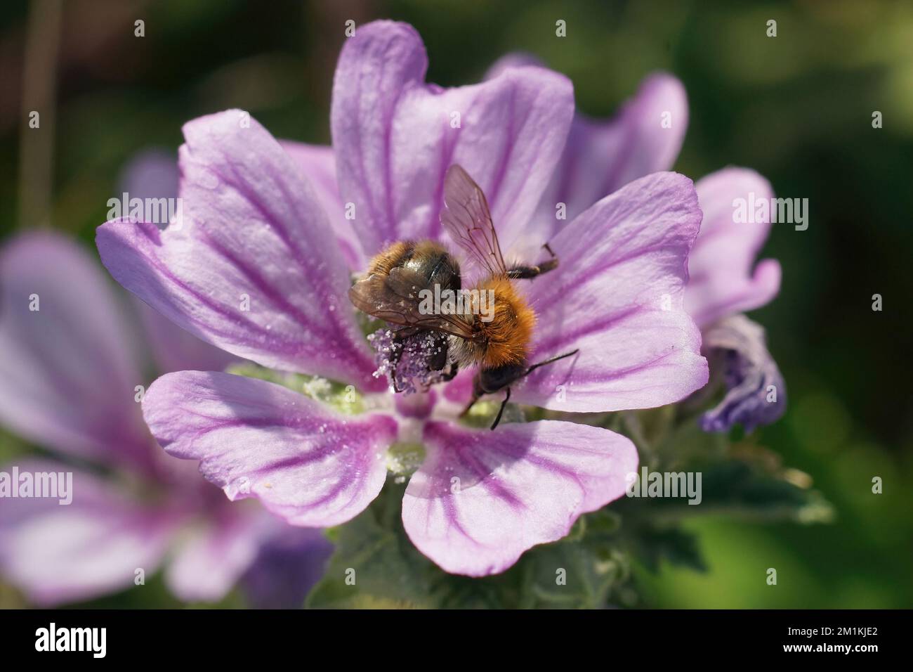 Eine Nahaufnahme einer braunen Hummel auf einer lila Malva-Blume Stockfoto