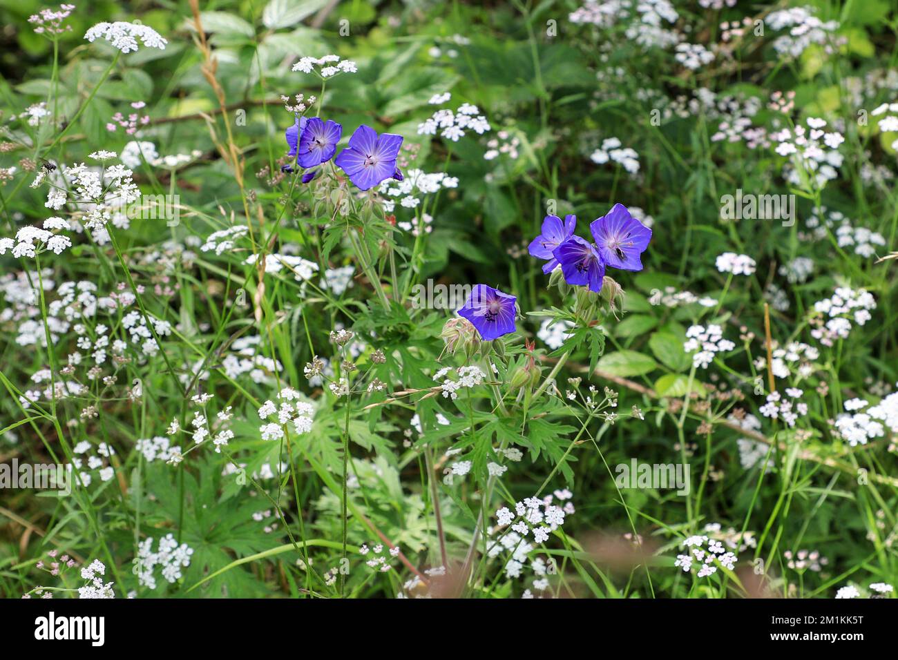 Geranium pratense, der Wiesenkranich oder Wiesengeranium, ist eine blühende Pflanzenart der Familie Geraniaceae, die in Europa und Asien heimisch ist. F Stockfoto