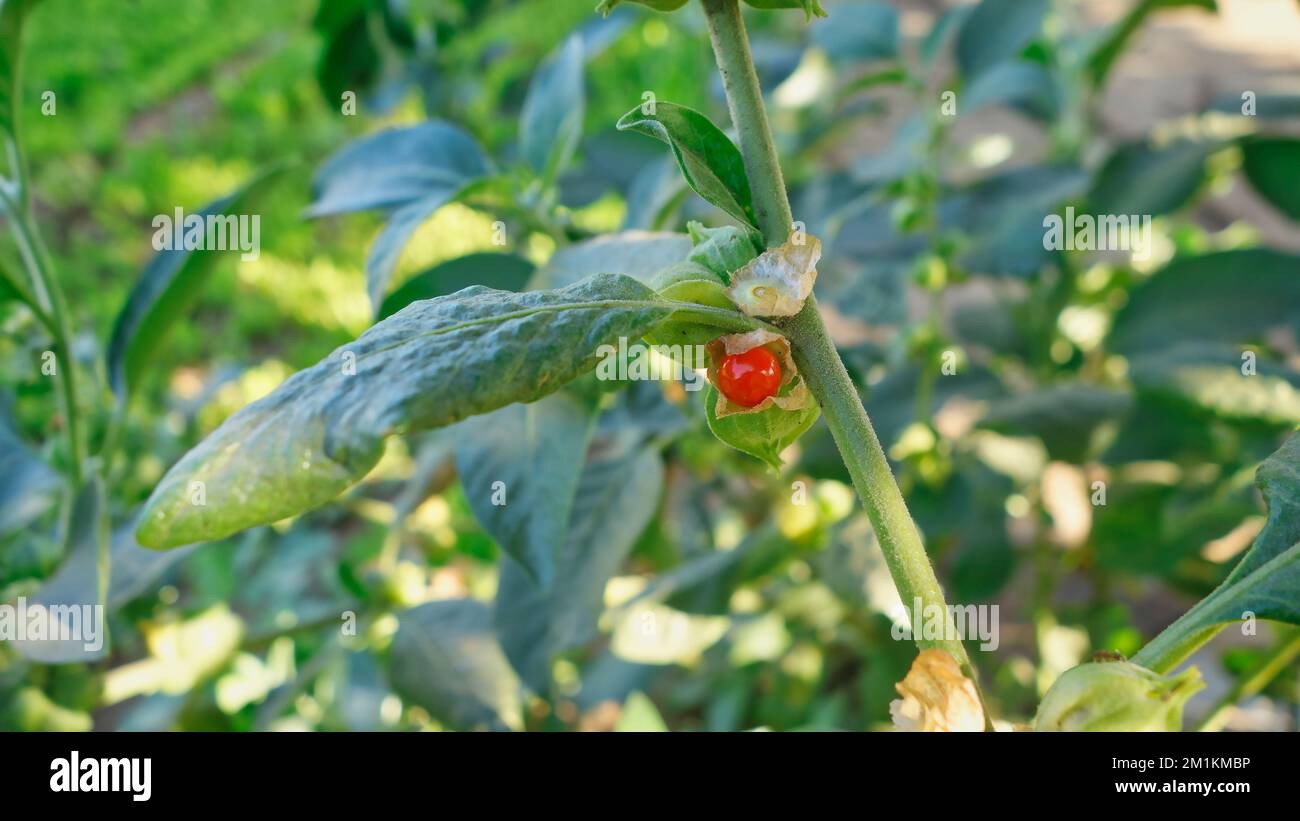 Withania-somnifera-Pflanze. Allgemein bekannt als Ashwagandha (Winterkirsche), ist eine wichtige Heilpflanze, die in Ayurved verwendet wurde. Indischer Ginseng Stockfoto