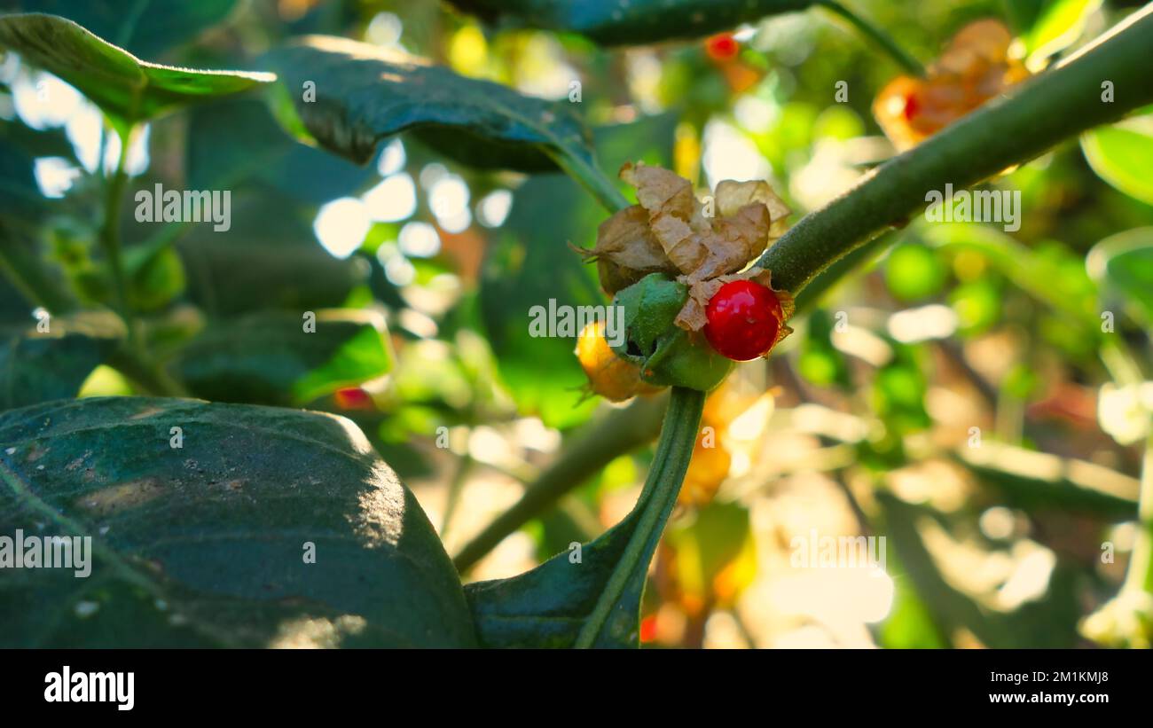 Withania-somnifera-Pflanze. Allgemein bekannt als Ashwagandha (Winterkirsche), ist eine wichtige Heilpflanze, die in Ayurved verwendet wurde. Indischer Ginseng Stockfoto