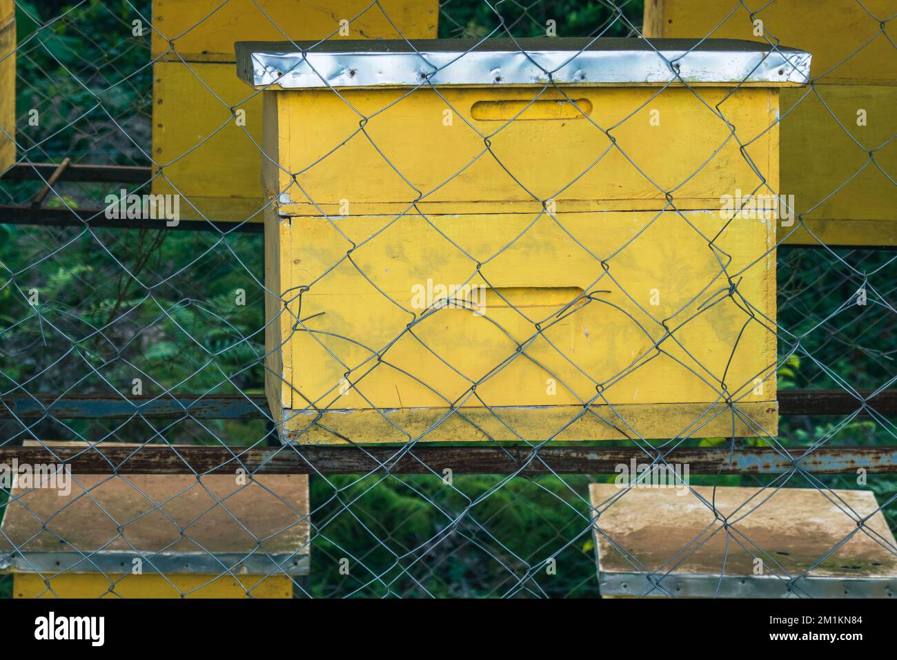 Bienenstöcke im Wald von Gatango Forest, Kenia Stockfoto