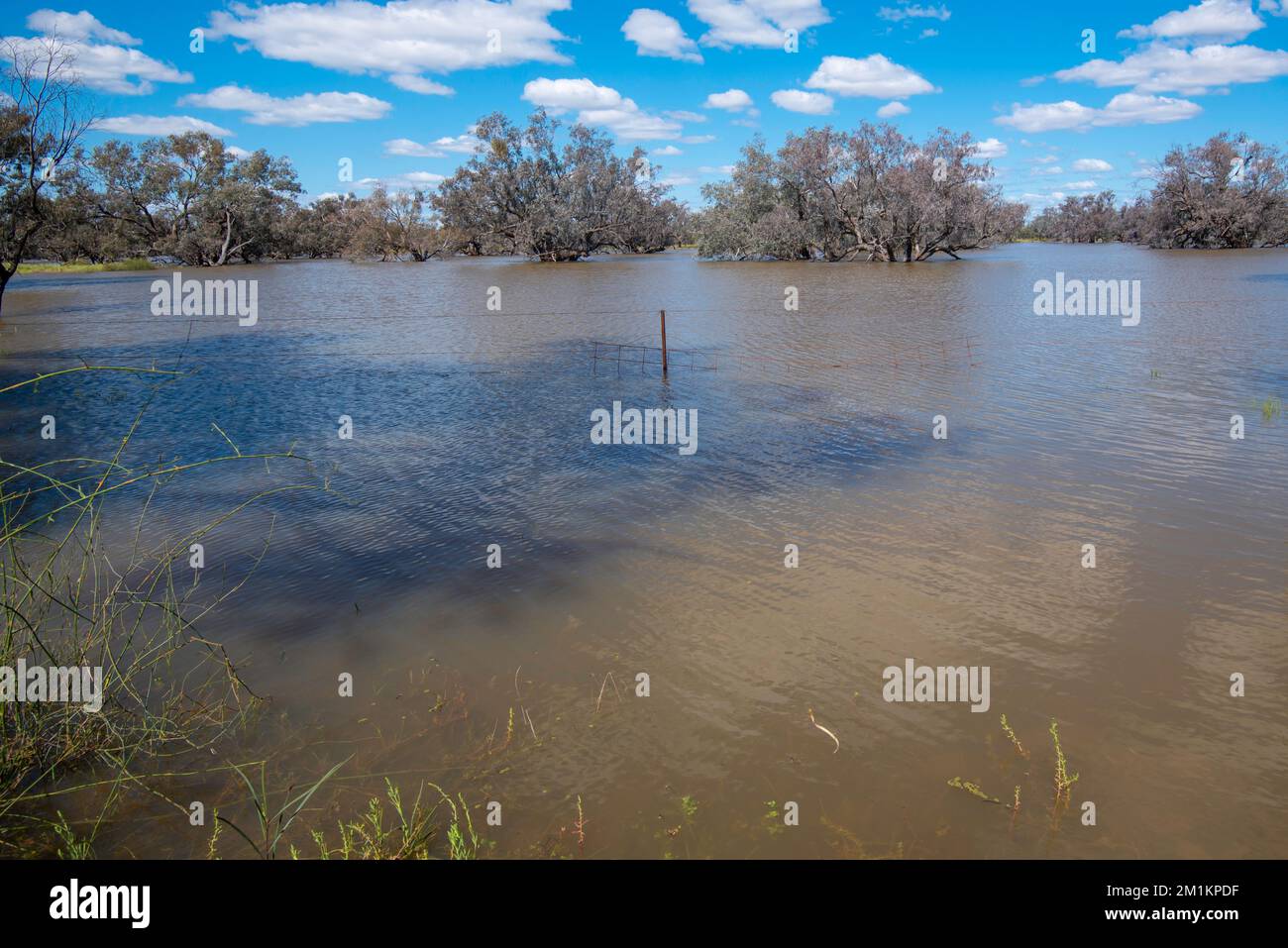 Ein Drahtzaun und Eukalyptus-Coolabah- oder coolibah-Bäume sind teilweise durch Überschwemmungen des Barwon River in der Nähe von Brewarrina im Outback Australien untergetaucht Stockfoto