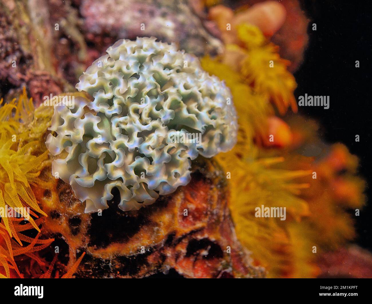 Elysia crispata, der gebräuchliche Name der Meeressalat-Schnecke oder Salatschnecke, ist eine große und farbenfrohe Meeresschnecke, eine Meeresschnecke. Stockfoto