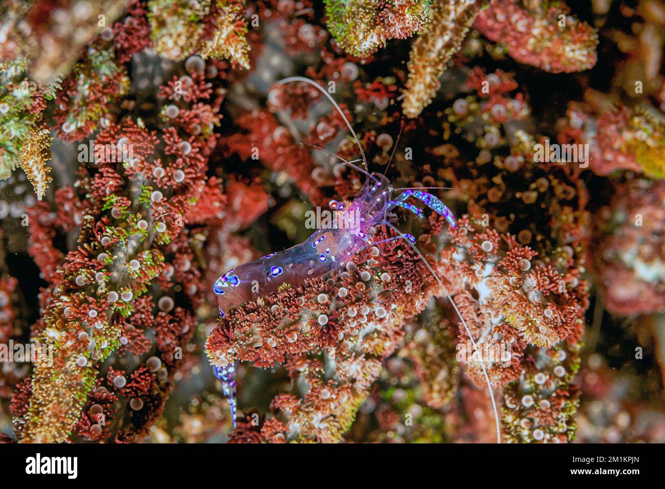 Hippolytidae ist eine Familie sauberer Garnelen, auch bekannt als gebrochene Garnelen oder Anemone Garnelen. Stockfoto