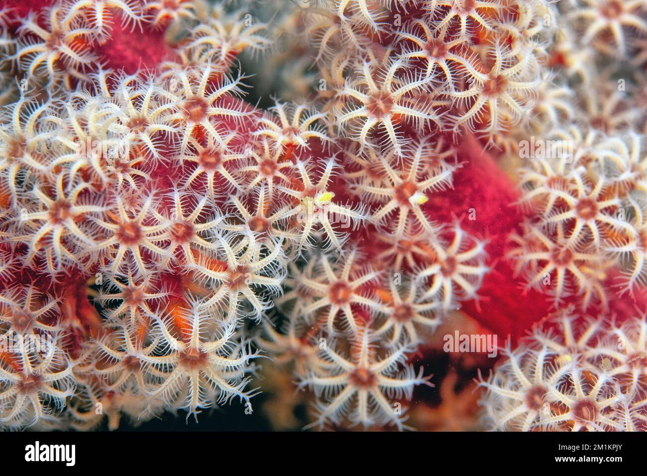 Siphonogorgia godeffroyi, die Kirschblütenkorallen oder Godeffroys weiche Korallen, ist eine Art weicher Korallen in der Familie der Nidaliidae. Stockfoto