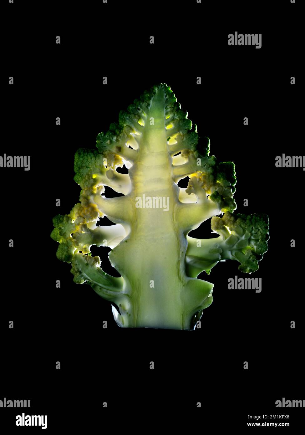 Eine dünne Scheibe Obst oder Gemüse, die vor Hintergrundbeleuchtung in einem Studio fotografiert wurde. Die durchscheinende Textur und die lebendigen Details Stockfoto