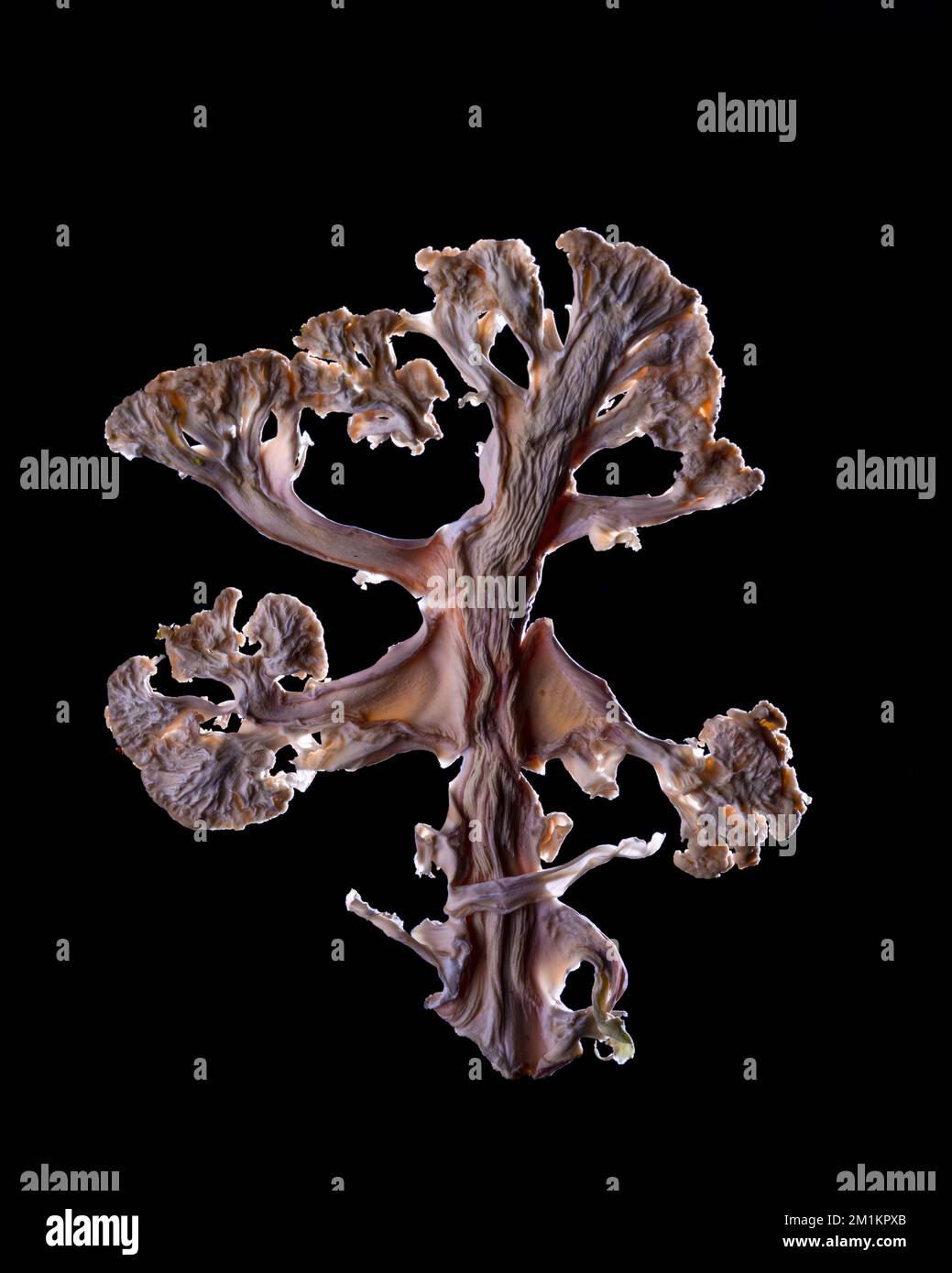 Eine dünne Scheibe Obst oder Gemüse, die vor Hintergrundbeleuchtung in einem Studio fotografiert wurde. Die durchscheinende Textur und die lebendigen Details Stockfoto