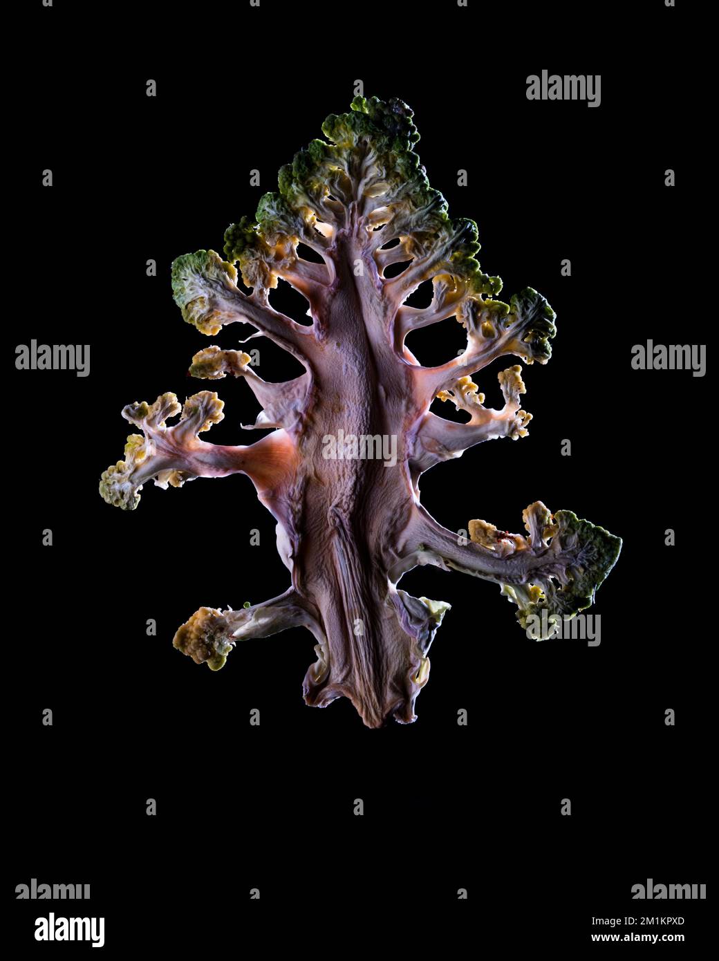 Eine dünne Scheibe Obst oder Gemüse, die vor Hintergrundbeleuchtung in einem Studio fotografiert wurde. Die durchscheinende Textur und die lebendigen Details Stockfoto