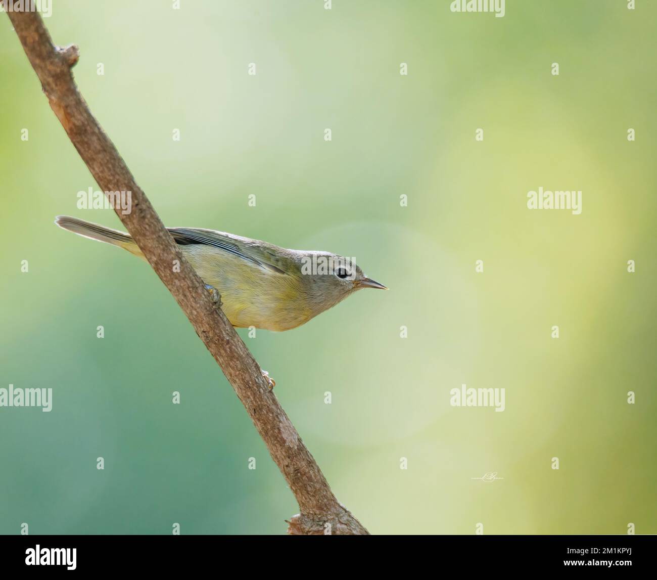 Ein selektiver Fokusschuss eines orangefarbenen Zwergvogels auf einem Holzzweig Stockfoto