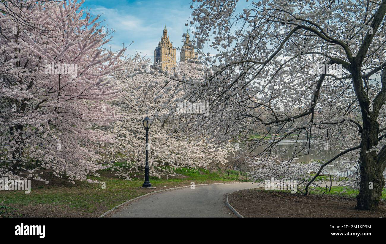 Frühling im Central Park, New York City am frühen Morgen mit blühenden Krabbenbäumen Stockfoto