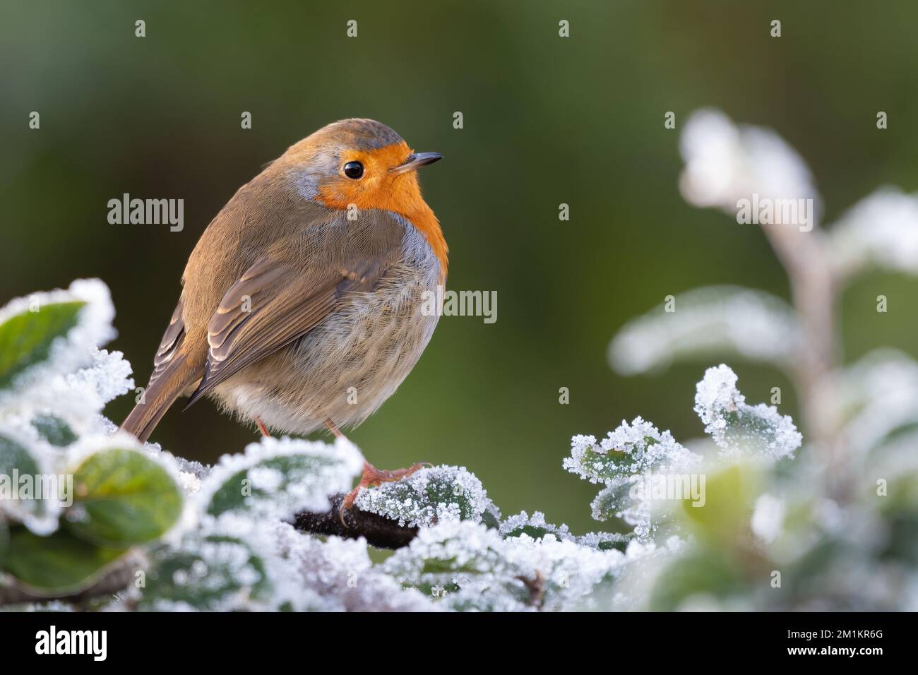 Europäisches Rotkehlchen (Erithacus rubecula) auf einem frostigen Ast Stockfoto