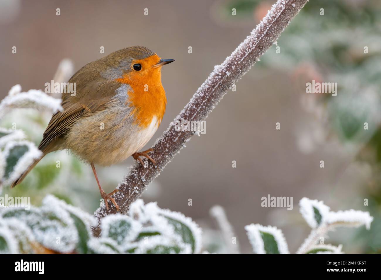 Robin sitzt an einem Wintermorgen auf einem eisigen Ast, Norfolk, Großbritannien Stockfoto