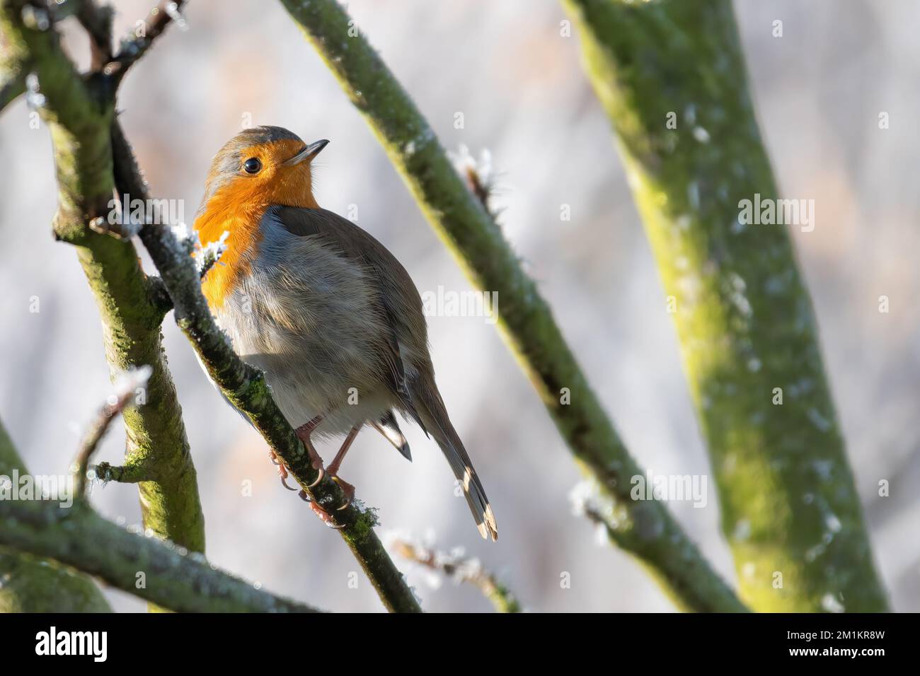 Robin auf einem Baum an einem frostigen Tag im Winter Stockfoto