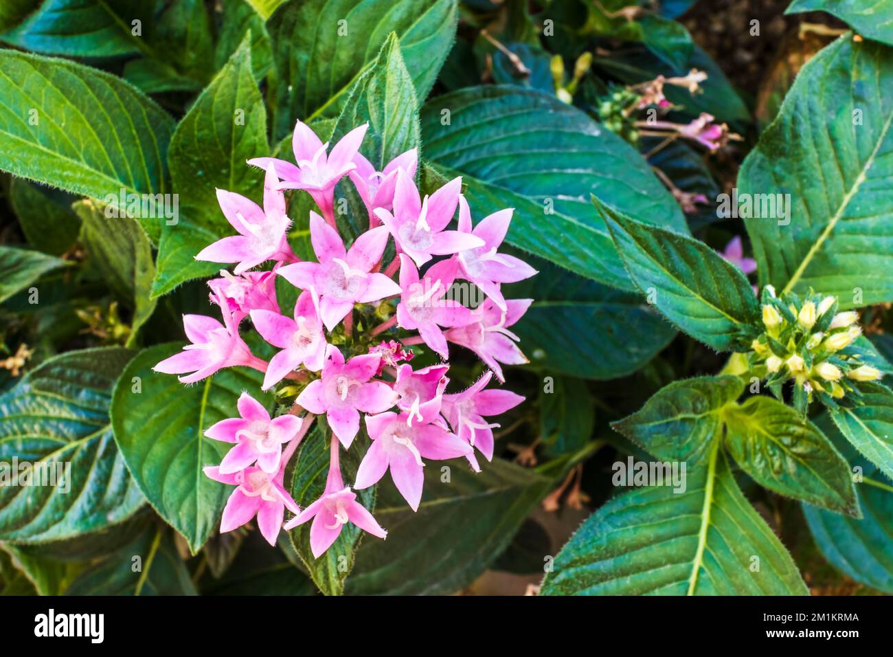 Kleine rosafarbene Blüten von Pentas lanceolata, gemeinhin bekannt als ägyptischer Sternenhaufen. Stockfoto