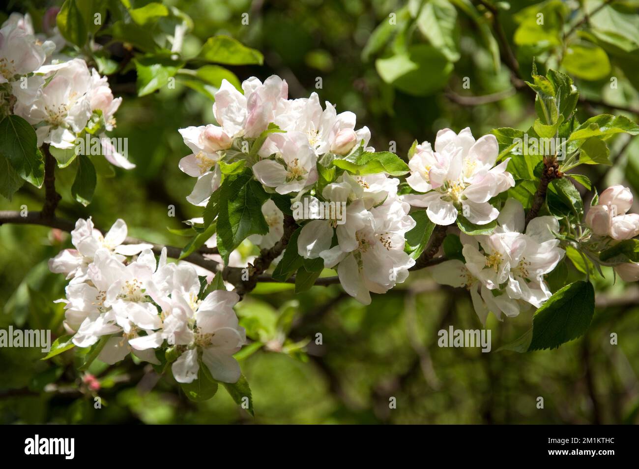 Apfelbaum (Malus domestica) in Flower, Queen's Wood, Highgate, Stockfoto