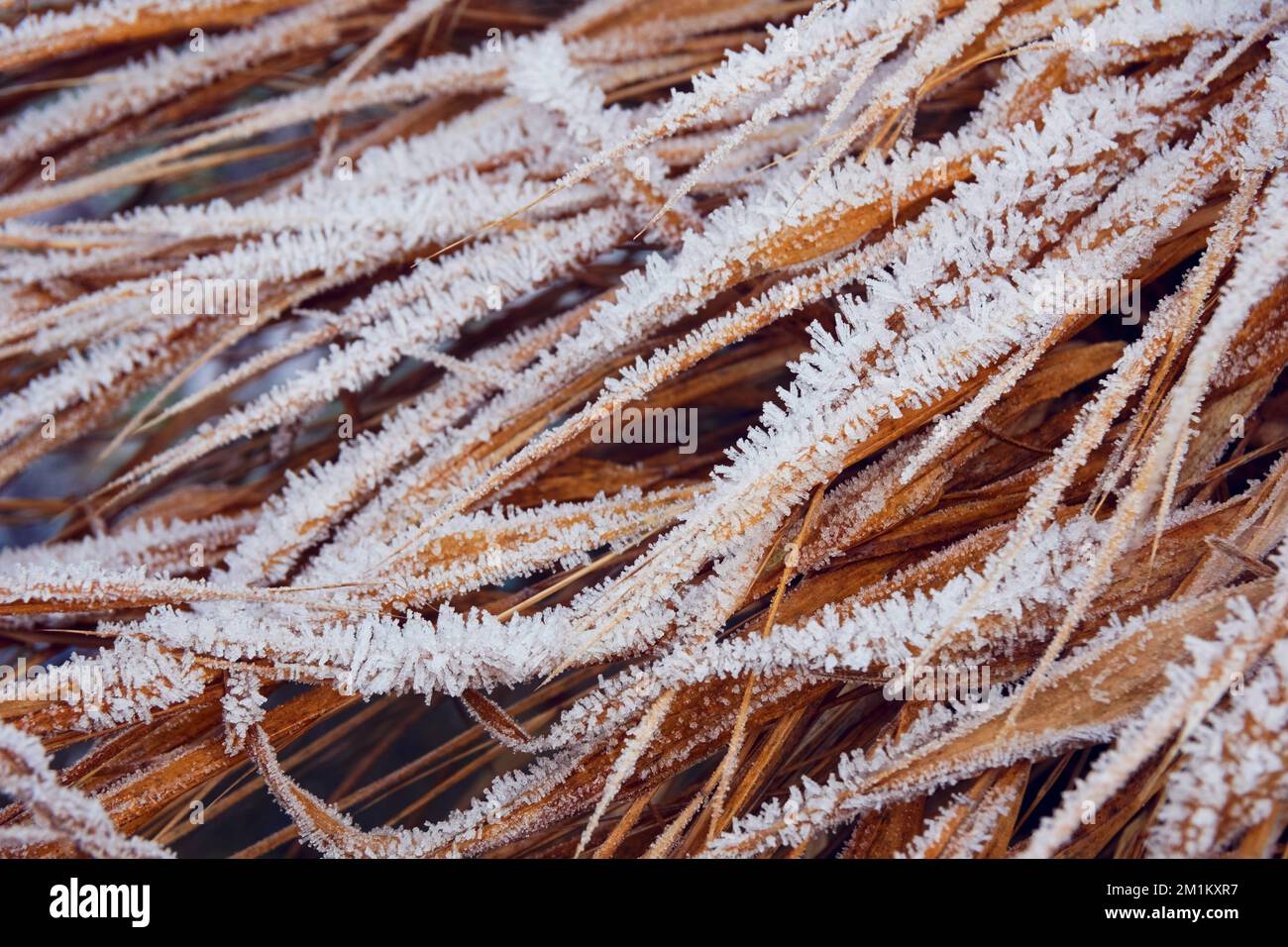 Frost auf Blättern von Ziergras Hakonechloa macra „Aureola“. Stockfoto