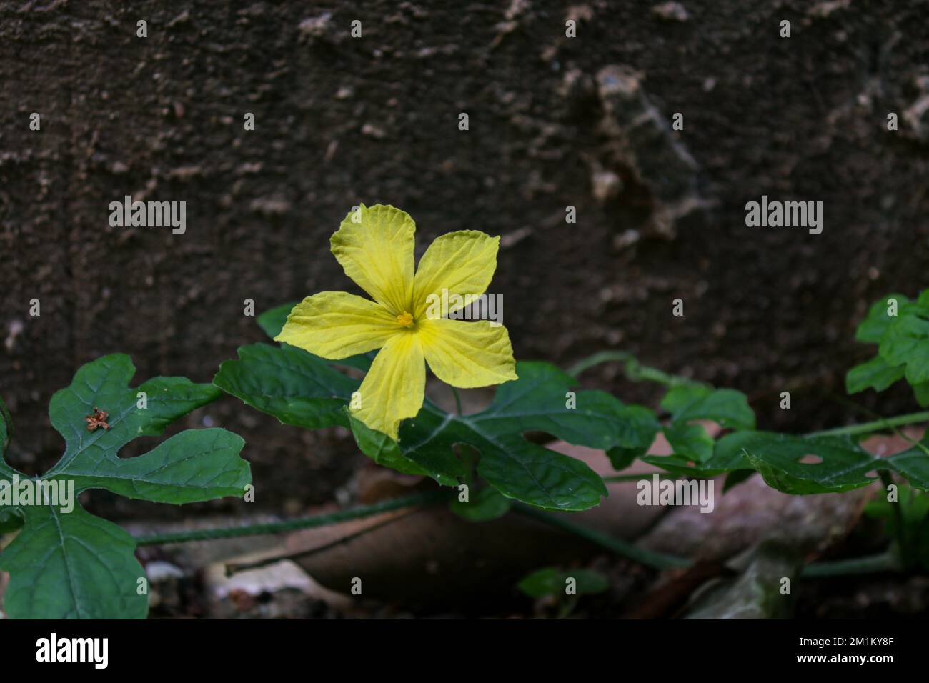 Blume der Bittermelone (Momordica charantia) Stockfoto