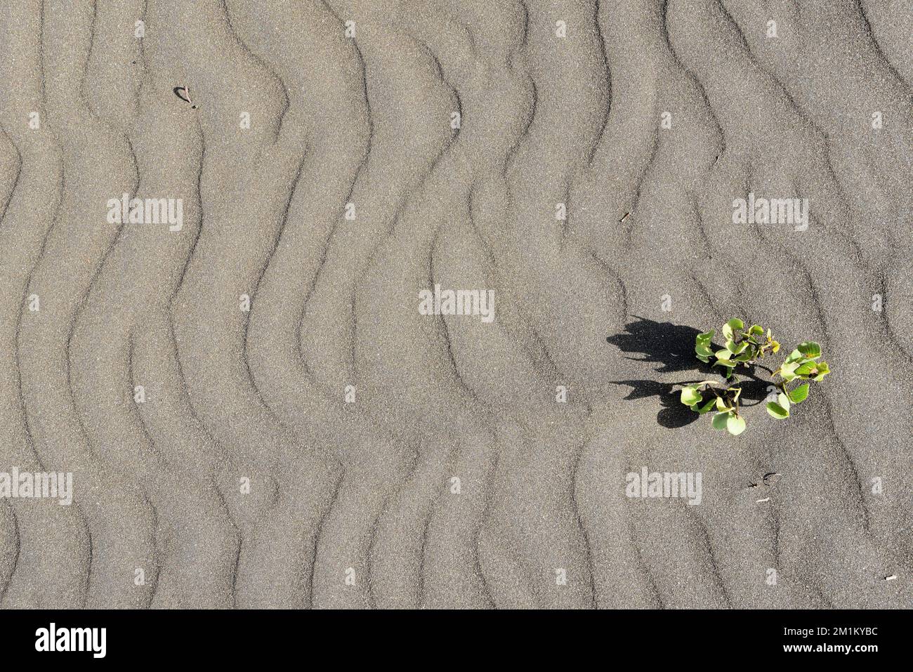 Grüne Pflanze am Strand, Survada Beach, Valsad, Gujarat, Indien, Asien Stockfoto