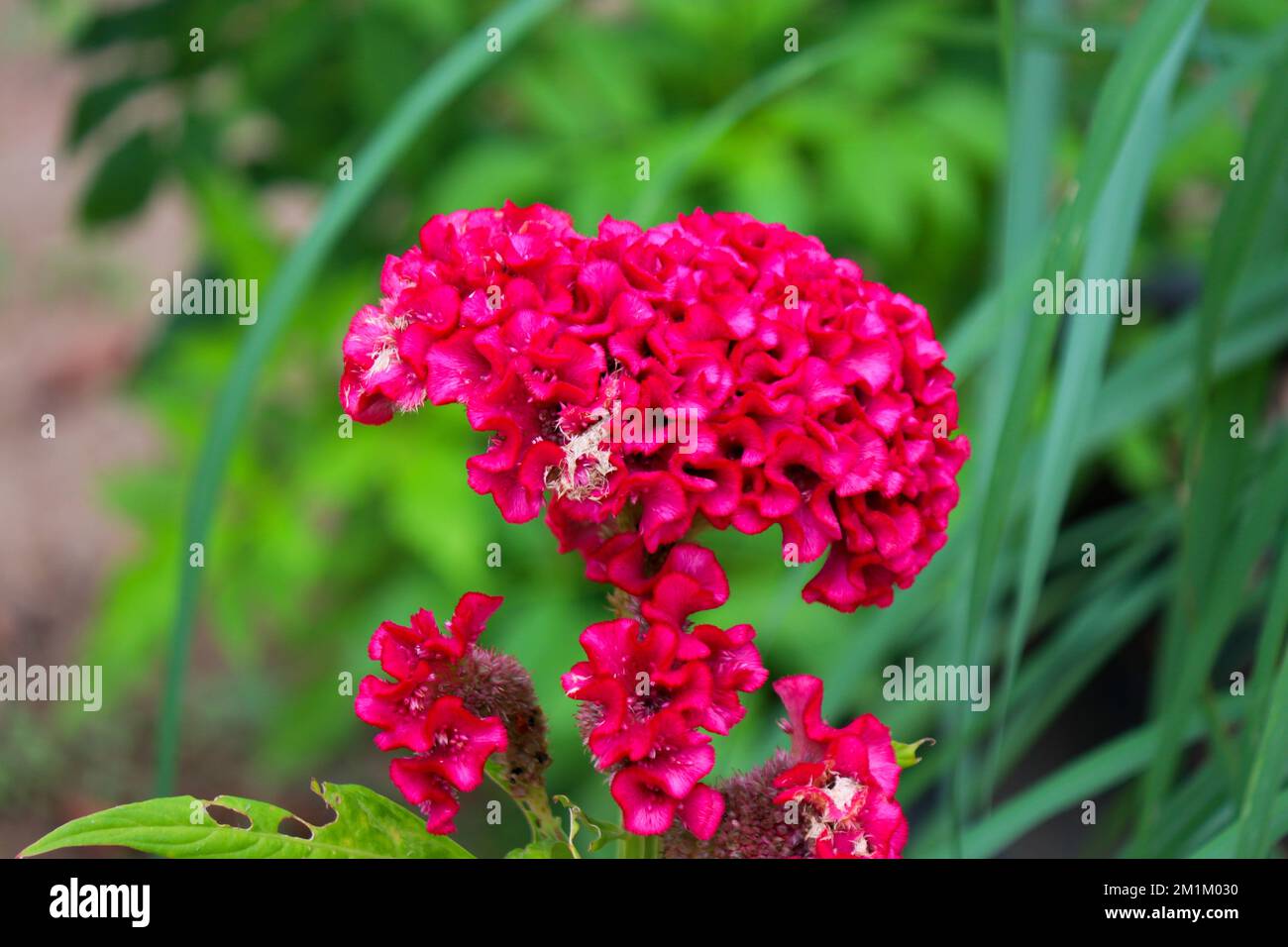 Roter Hahnenkamm (Celosia argentea var. Cristata) Stockfoto
