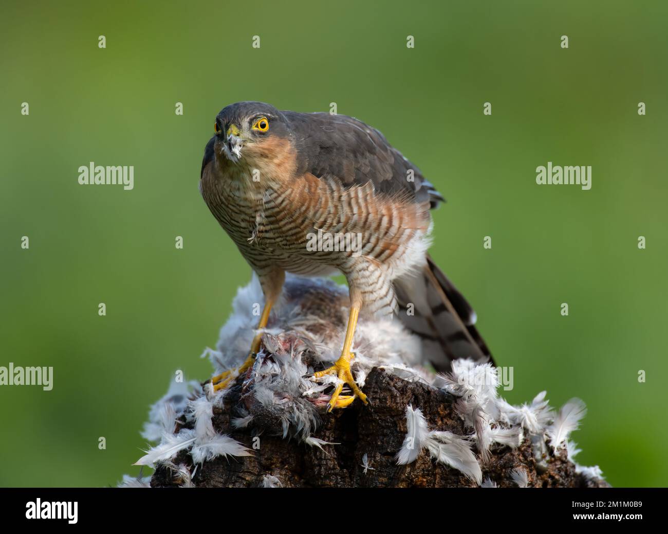 Sperling, der sich an einer Taube ernährt Stockfoto